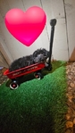 YorkiPoo  male  $600