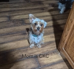 Yorkies in Tyler County