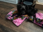 Puppy needing Forever home
