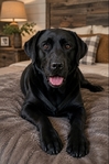 Akc Labrador / Lab Puppies