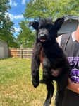 German shepherd puppies