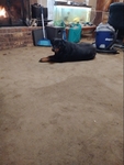 Full blooded Rottweiler.Sweetest dog