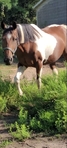 APHA Finished Barrel/Pole Mare