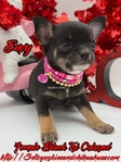 AKC Valentine Applehead Chihuahuas
