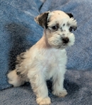 AKC Reg Minature Schnauzers
