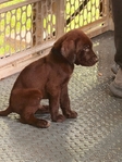 Lab/GSP mix! 7 weeks old vaccinated and wormed puppies!