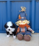 Miniature Australian Shepherd male registered