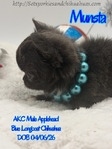 AKC Beautiful Blue Male Applehead Longcoat Chihuahua