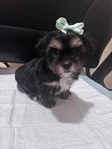 Adorable Toy Shorkie Puppies