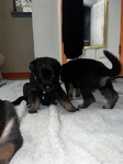 German shepherd pups