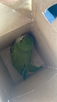 Quaker parrot/bird/parrot/tame