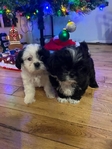 Shih Tzu Christmas Puppy’s