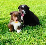Mini Aussies