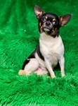 Rehoming Adult Male Applehead Chihuahua
