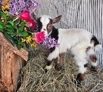 Nigerian Bottle Baby Goats