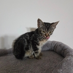 Free kitten 13 weeks old