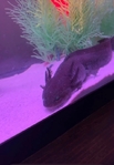 Axolotl’s