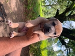 Cane Corso/Pit bull pups