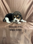 Beagle Puppies AKC