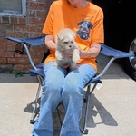 CKC Maltese -Schnauzer-Poodle puppies for Adoption