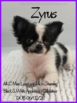 Exquisite AKC Male Applehead Chihuahuas
