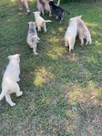 Husky Puppies