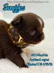 Stunning Tiny AKC Longcoat Applehead Male Chihuahuas
