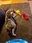 Catahoula