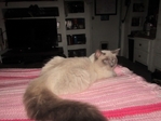 Ragdoll kittens for sale