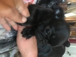 Black pug puppies