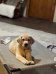 Pre-school puppy trained yellow Labrador Retriever pup