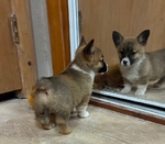 Pembroke sable corgi pup