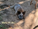 Blue Heeler /Red Heeler Puppies