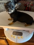 AKC XTiny Female Applehead Chihuahua