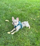 AKC French Bulldog puppy.