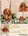 Dachshund puppies