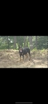 Doberman Puppies for sale