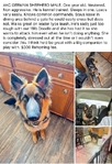 German Shepherd