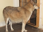 wolf hybrids for sale
