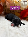 Dachshunds