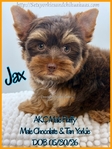 AKC Mini Male Exotic Colored Yorkies