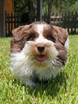 AKC Reg Miniature schnauzer Male