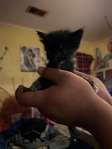 Kittens