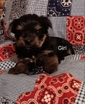 CKC Registered Parti Yorkies and Traditional Yorkies