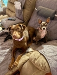 Needs home