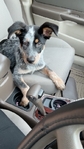Blue healer