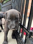 Doberman mix pitbull XL puppy