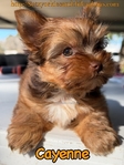 AKC Male Micro Yorkie