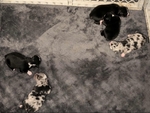 Toy/mini Australian Shepherd puppies