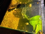 Golden mystery snails